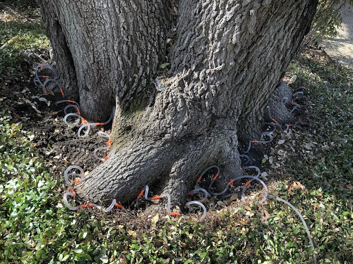 Detailed Tree Cabling and Bracing job site in Huntersville