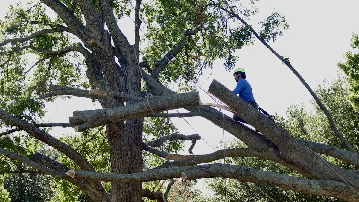 Professional Crown Thinning performed by certified arborists in Huntersville