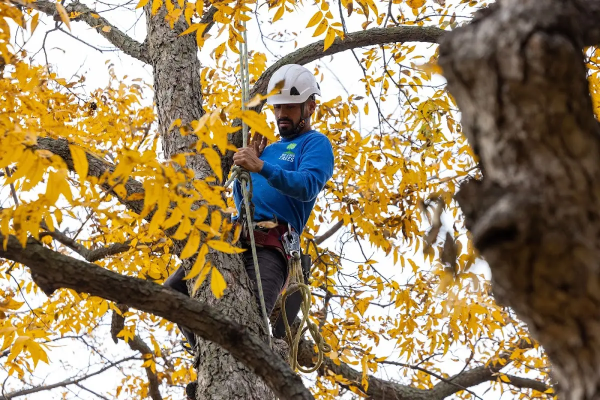 Skilled Tree Pruning crew working in Huntersville